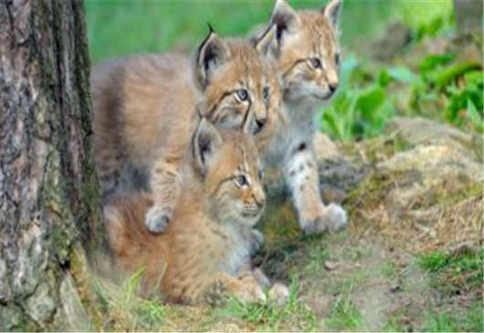 德國動物歸來于搖滾樂的盛開,各地開花的德國