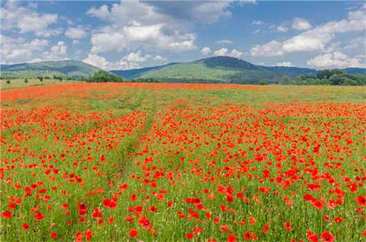 如何在德國獲得求職者居住許可證,德國居留權! 如何在德國獲得求職者居住許可證,德國居留權!