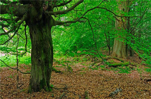 在德國美食中，名列前茅的大蒜